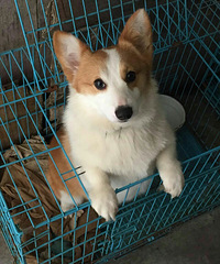 �»�Ԥ�� 4MM 1DD