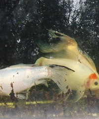 【發(fā)現(xiàn)杭州】攝影比賽+樹林里遇到群游的魚