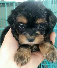 ΢С�����̩����������