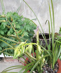 ��Ҫ������