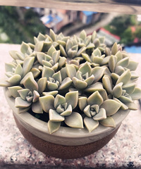 ��Ҷ�峤�������