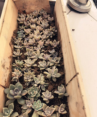 ��Ҷ�峤�������