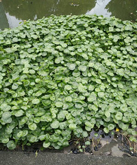 ����ͭǮ����