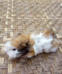 ����Ұ�ã�������