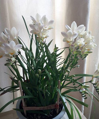 ����һ�������