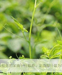 "绞股茶的营养价值,有哪些功效值得选用"