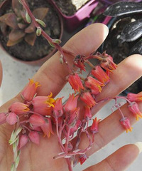 �о����⻨�������