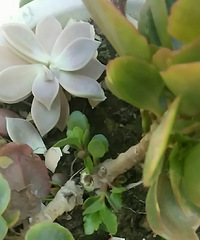 ��ѹ���ˣ����ܻ���