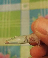 收到花友分享的碰碰香,不知道能不能活下来