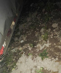 种了好多的蛤蟆草,不知道能不能活下来啊