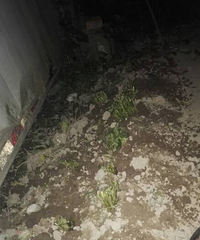 种了好多的蛤蟆草,不知道能不能活下来啊