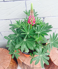 �³�Ա����ӭ��