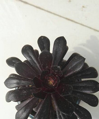 Ҫ���ͷ���͵ÿ�ͷ�������úڷ�ʦ���Ϳ���