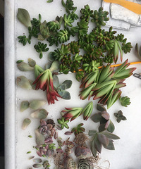 ���ֶ���ҶƬ��ͷ���������޽�������