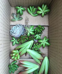 ���ֶ���ҶƬ��ͷ���������޽�������