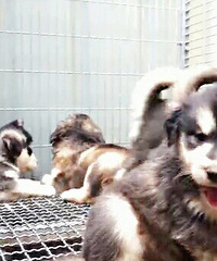 ���Ͱ���˹��Ѱ����