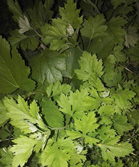 这是我们家的艾草