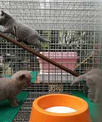 �ɰ�С��è����Ԥ��