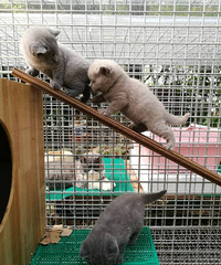 �ɰ�С��è����Ԥ��