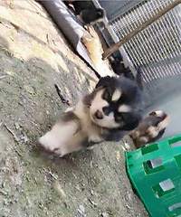 ���Ͱ���˹��Ѱ����