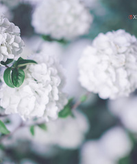 【翔子视觉】《遇见~木绣球花》