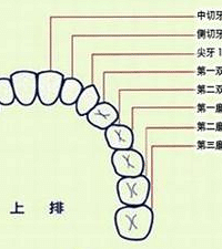 "乳牙那点事儿从换牙说起"