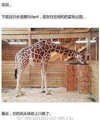 �ⳤ��¹�����������˼��������ѵ�Χ�ۣ���ͷ�����ϳ��˴���..