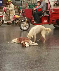 ̫Ű�ˣ��㽭һ��ͷ������ײ����·�У�ͬ�鲻��Σ�������غ�