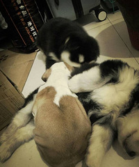 ����˹��һ��һĸ��ӢţС�����ֻ���ϲ��������