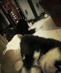 ����˹��һ��һĸ��ӢţС�����ֻ���ϲ��������
