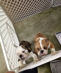 �����ſ���