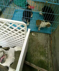 ����Ӣţ������˹��һ��һĸ���ֻ�  �ߵ�