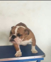 ����Ӣţ������˹��һ��һĸ���ֻ�  �ߵ�