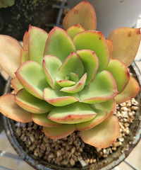 ����һ��