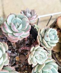 ����һ��