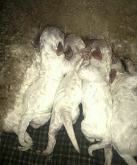 ��Ʒ����