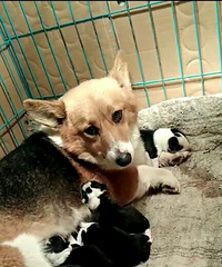 ���۹����ˣ��ֻ�