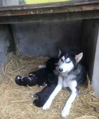 �ֻ�����������ԭ�򣬵ͼ۳�