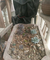 ������ɹɹ�Ҽҵ�С����