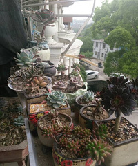 ������ɹɹ�Ҽҵ�С����