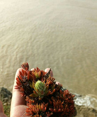 ������ŮԼ����