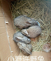 СҰ��Ԥ����