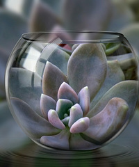 �����Ķ���