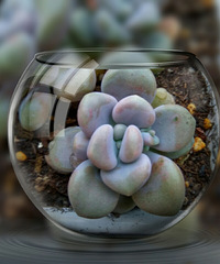 �����Ķ���