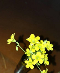 漂亮的野花