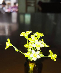 漂亮的野花
