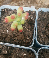 �ս��쵽����