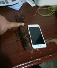 小龙虾