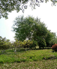 �������޺�