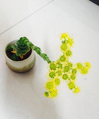 ������Ű